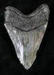 Megalodon Tooth - Georgia #20555-2